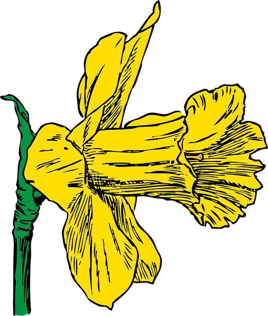 Download free HD stock image of Daffodil Season Free daffodil season spring vector