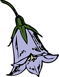 harebell, flower, nature