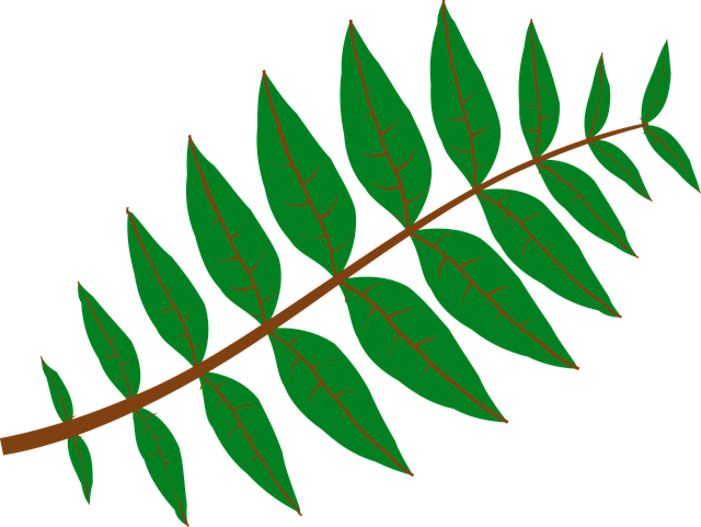 Free leaves plant green illustration