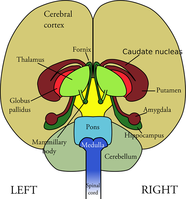Cerebro, Anatomía, Humano