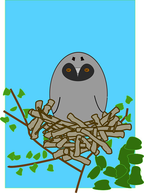 Free owl bird nature vector