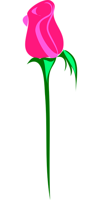 Free rose beautiful flowers flower vector