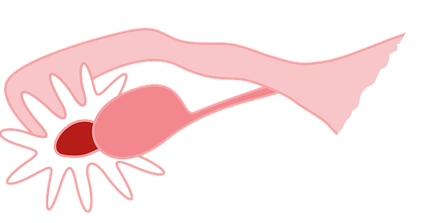 Free ovary medicine organ vector
