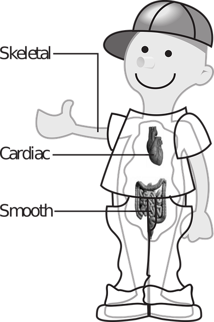 Free boy anatomy medicine illustration