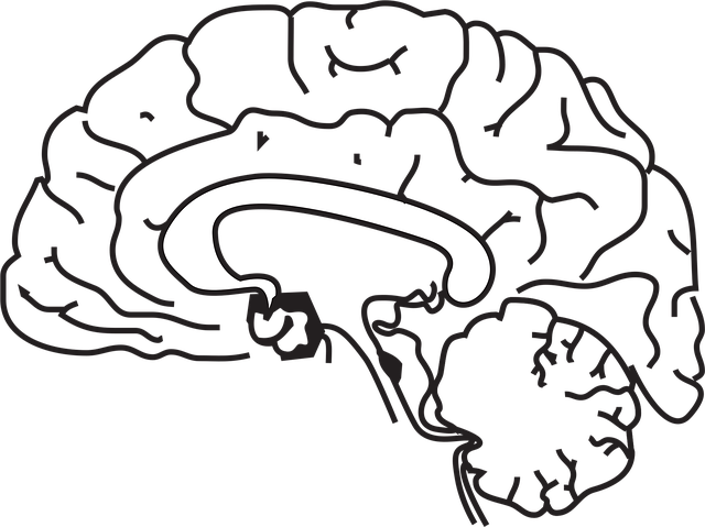 Free brain anatomy medicine vector