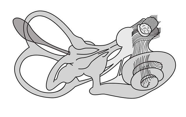 Download free HD stock image of Equilibrium Organ Inner Ear Free equilibrium organ inner ear anatomy vector