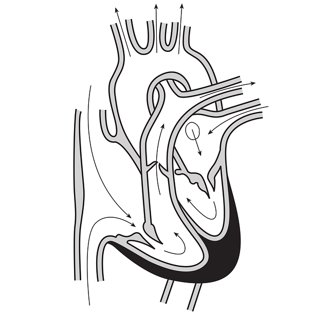 Free heart blood flow arteries vector