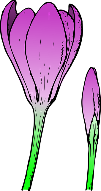 Free crocus flower wallpaper flower vector