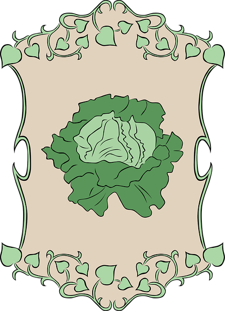 Free lettuce nature garden vector