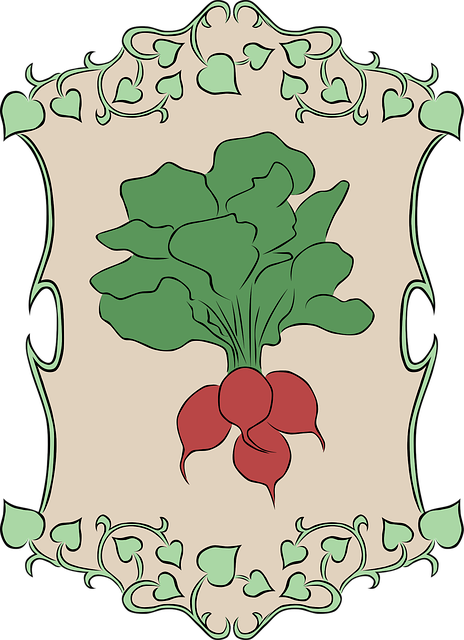 Download free HD stock image of Radish Garden Free radish garden nature vector