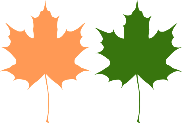 Free maple autumn green vector