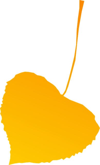 Download free HD stock image of Autumn Leaf Free autumn leaf nature vector