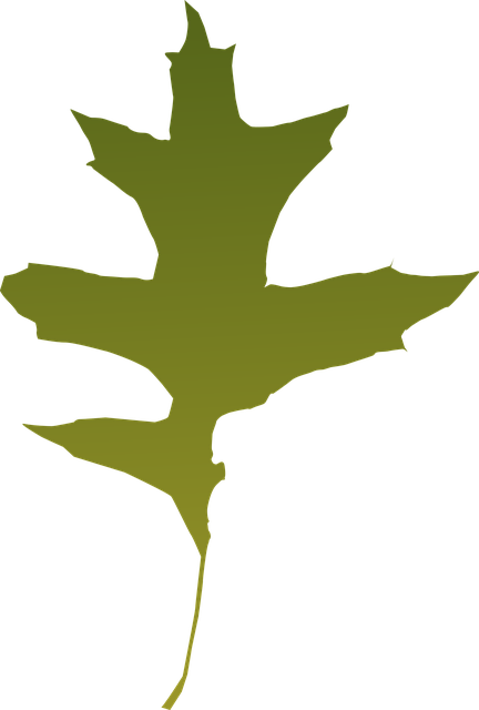 Free foliage autumn leaf illustration