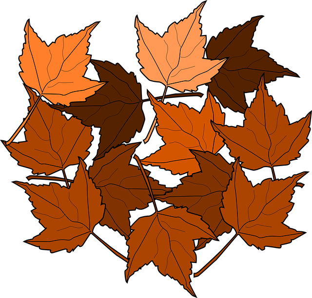 Download free HD stock image of Maple Leaves Free maple leaves fall vector