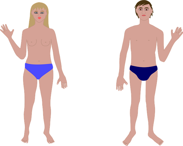 Anatomia Cuerpo Pareja Graficos Vectoriales Gratis En Pixabay