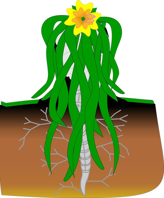 Free plant brain spine vector