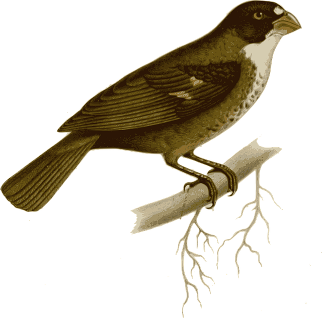 Free bird animal twig vector