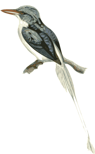 Free bird animal nature vector