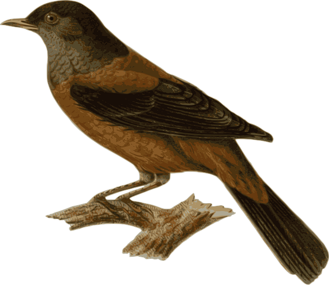 Download free HD stock image of Bird Animal Free bird animal sitting vector