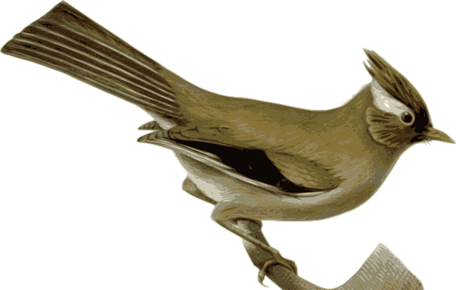 Free bird animal sitting vector