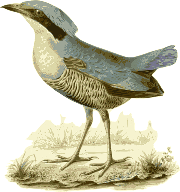Free bird feathers animal vector