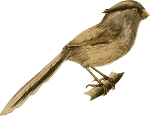 Free bird feathers animal vector