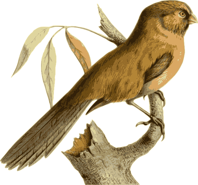 Free bird feathers nature vector