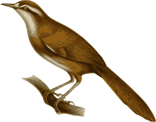 Free bird feathers animal vector