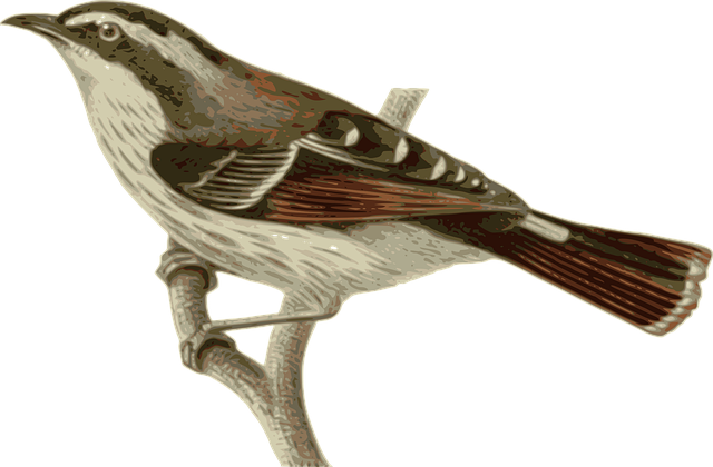 Free bird feathers animal vector