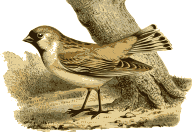Free bird nature standing vector