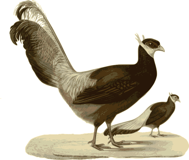Free pheasant standing walking vector