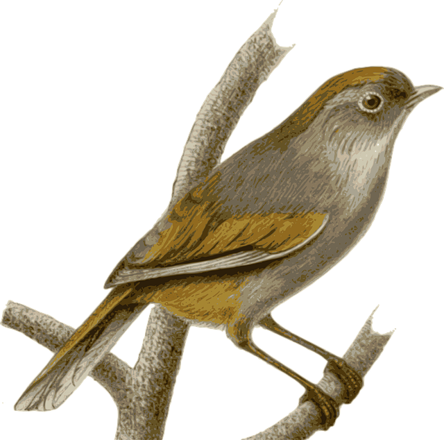 Free sparrow bird feathers vector