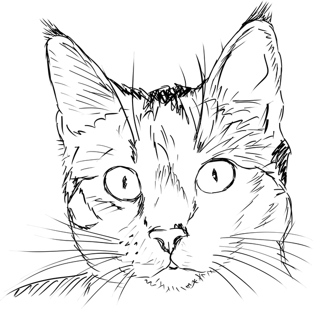 Kat, Feline, Natur, Dyr, Kæledyr
