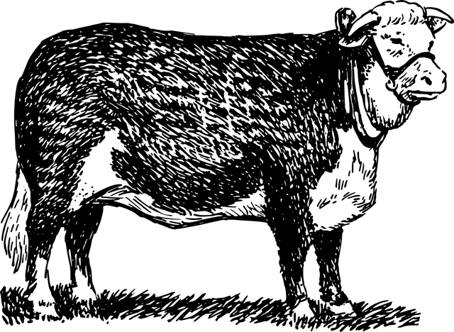 Free bull cattle nature vector