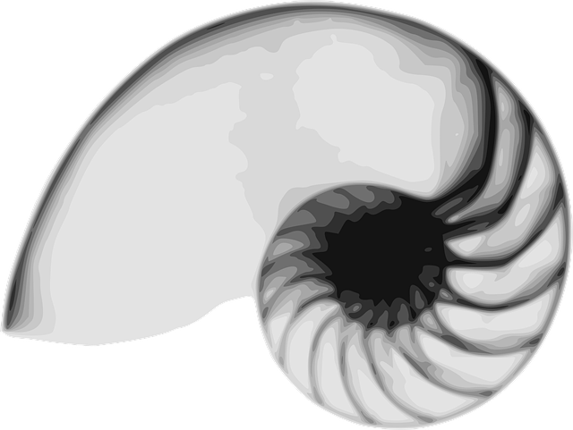 Free nautilus sea shell shell vector