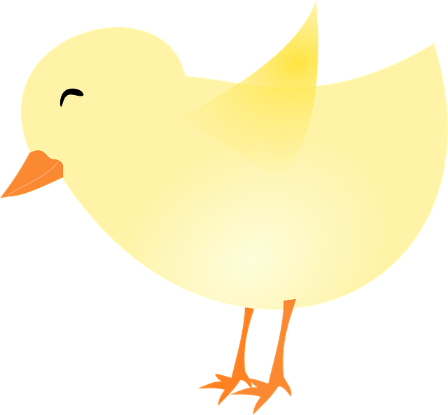 Free chicken baby chick vector