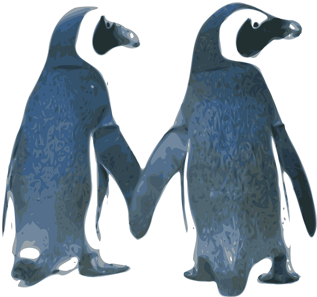 Pinguins, Amor, Pássaros, Casal