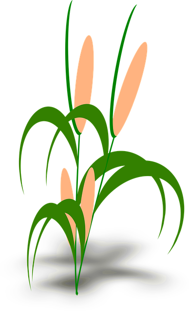 Free reed nature plant vector