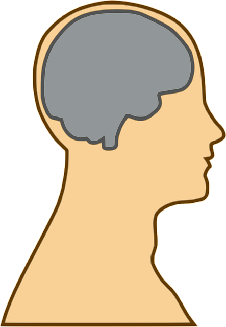 Free brain anatomy man vector