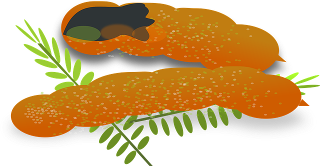 Free tamarind fruit seed vector