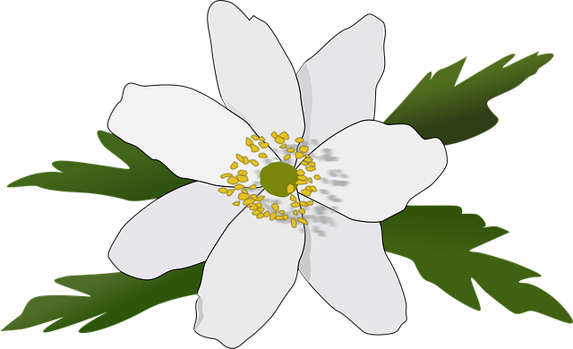 Free anemone beautiful flowers flower wallpaper vector