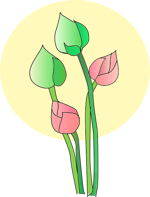 Download free HD stock image of Lotus Flower Free lotus flower bloom illustration