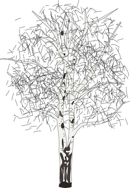 Free birch tree plant vector