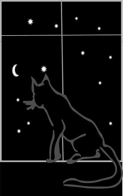 Download free HD stock image of Cat Feline Free cat feline animal vector