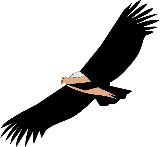 Free vulture nature scavenger illustration