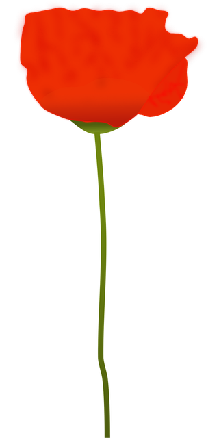 Free poppy flower red vector