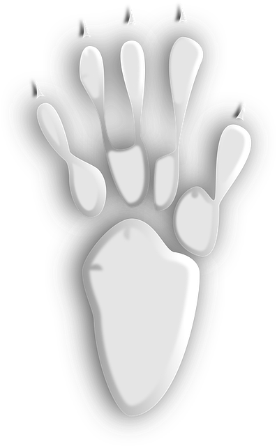 Free paw nature footprint vector