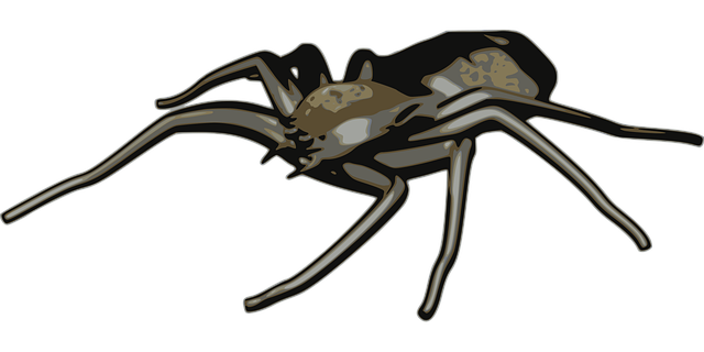 Free arachnid spider nature illustration