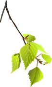 Gambar Vektor Gratis Cabang Daun Desain Elemen Gambar Gratis Di Pixabay 309513 Elemen Desain Pohon Hijau Vektor Misc Vektor Gratis Gratis