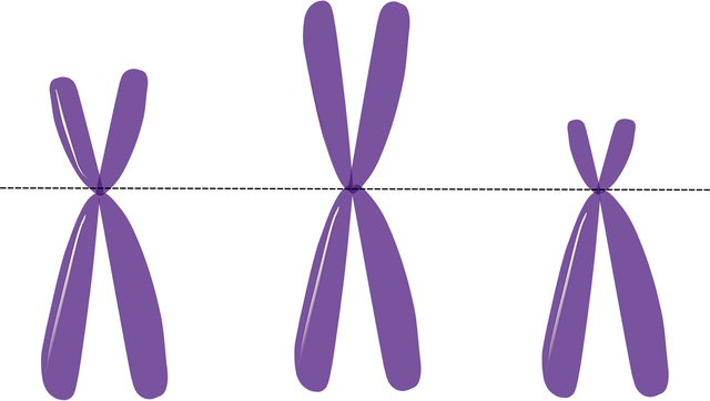 Free chromosomes genetics metacentric vector